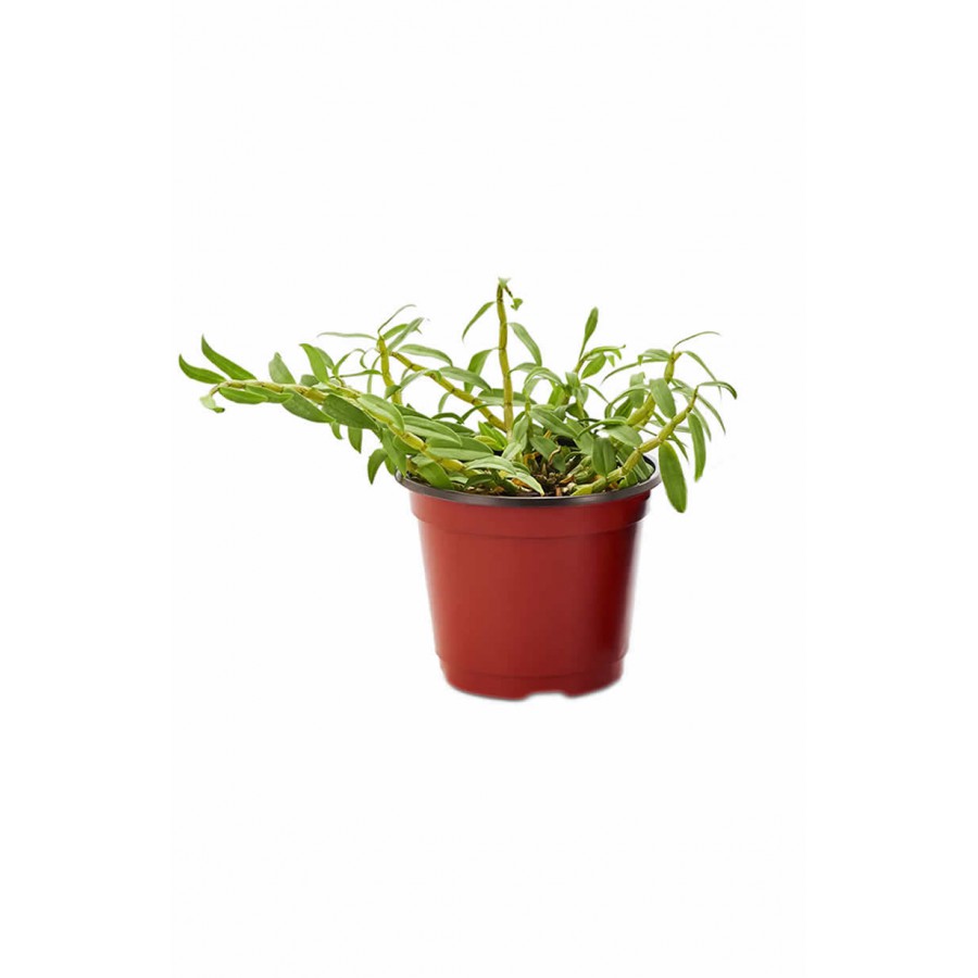 Bi-color Flowerpots